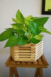 Hug A Plant | Marble Money Plant in Pentagonal Shaped Natural Wooden Pot for Live Plant – Indoor Air Purifying Plant for Home & Office Décor